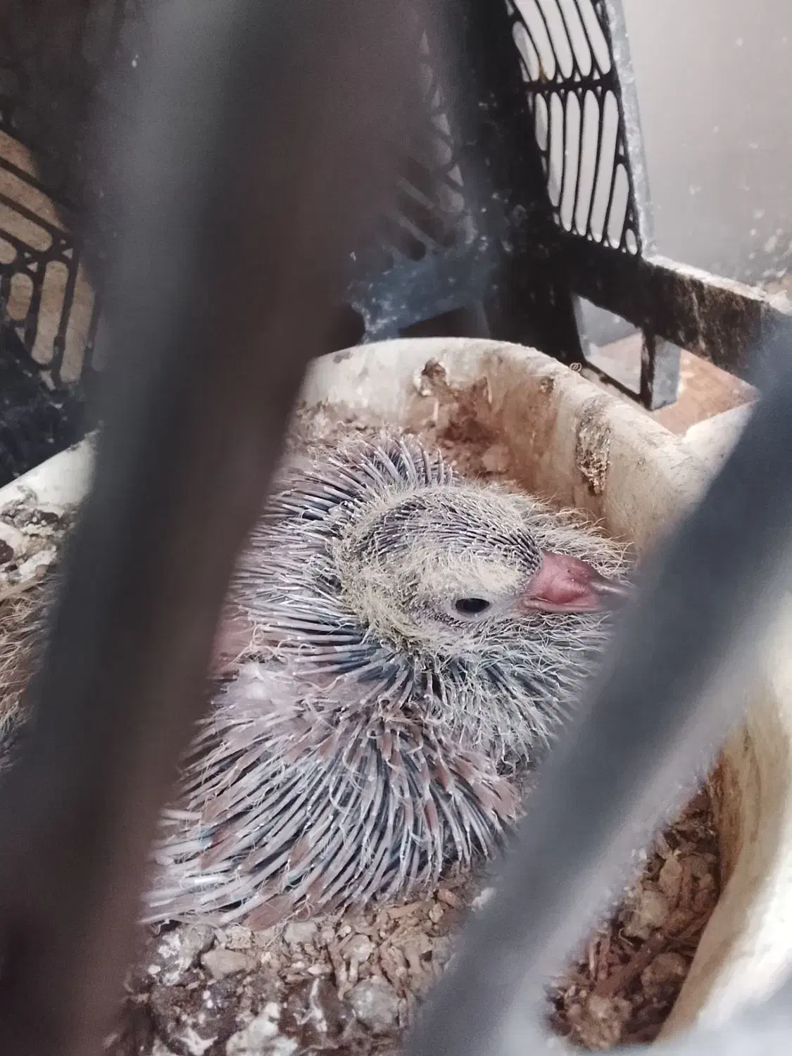 کفتر|پرنده|محمدشهر, محمدشهر|دیوار