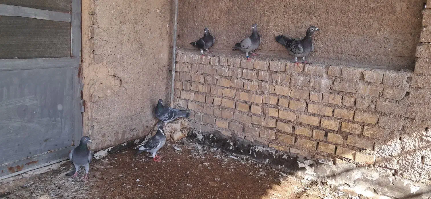 جوجه پلاکی|پرنده|خرمشهر, |دیوار