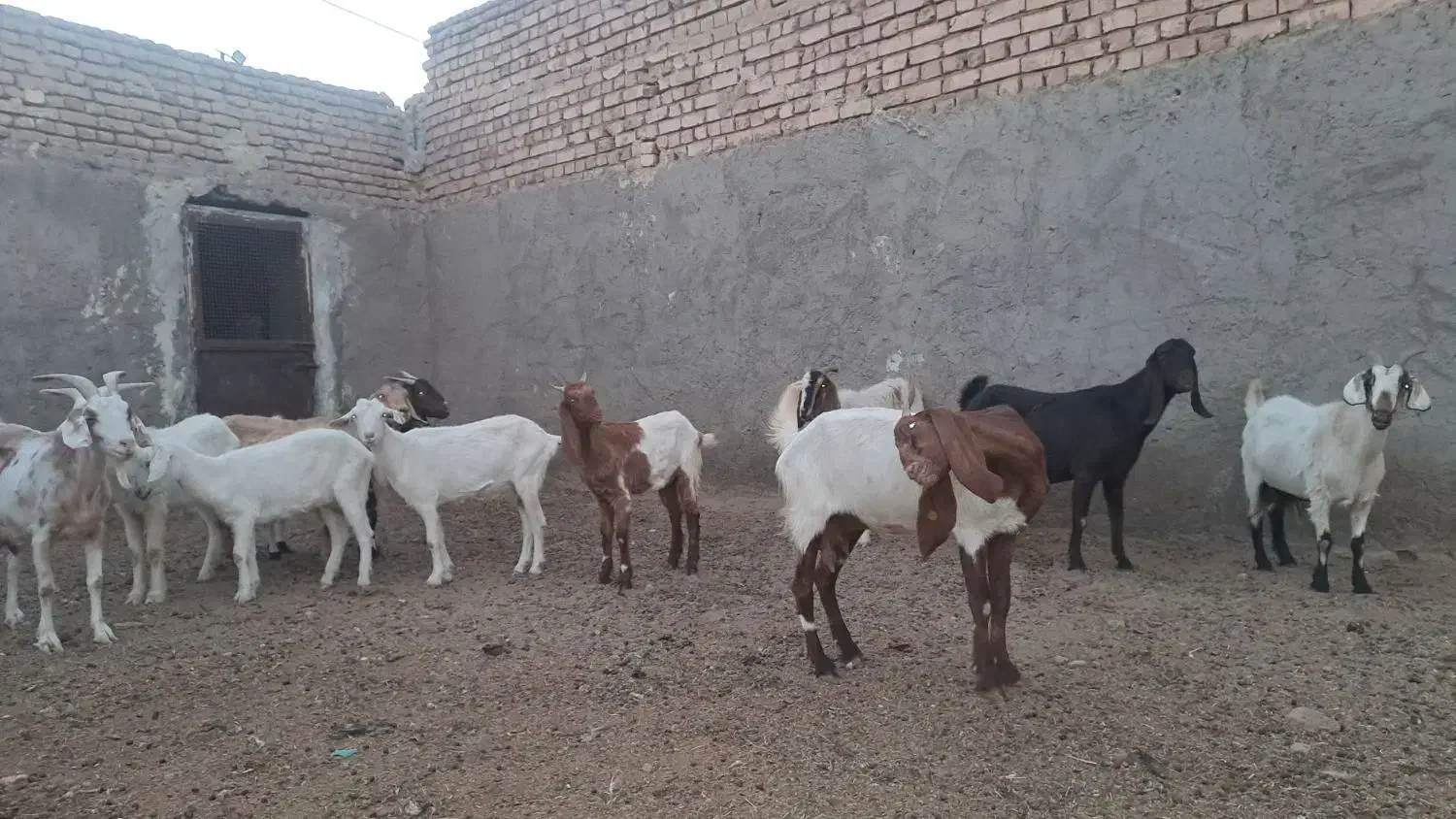 ۱۲ عدد بز پاکستای سانن جوون بدردبخور|حیوانات مزرعه|نطنز, |دیوار
