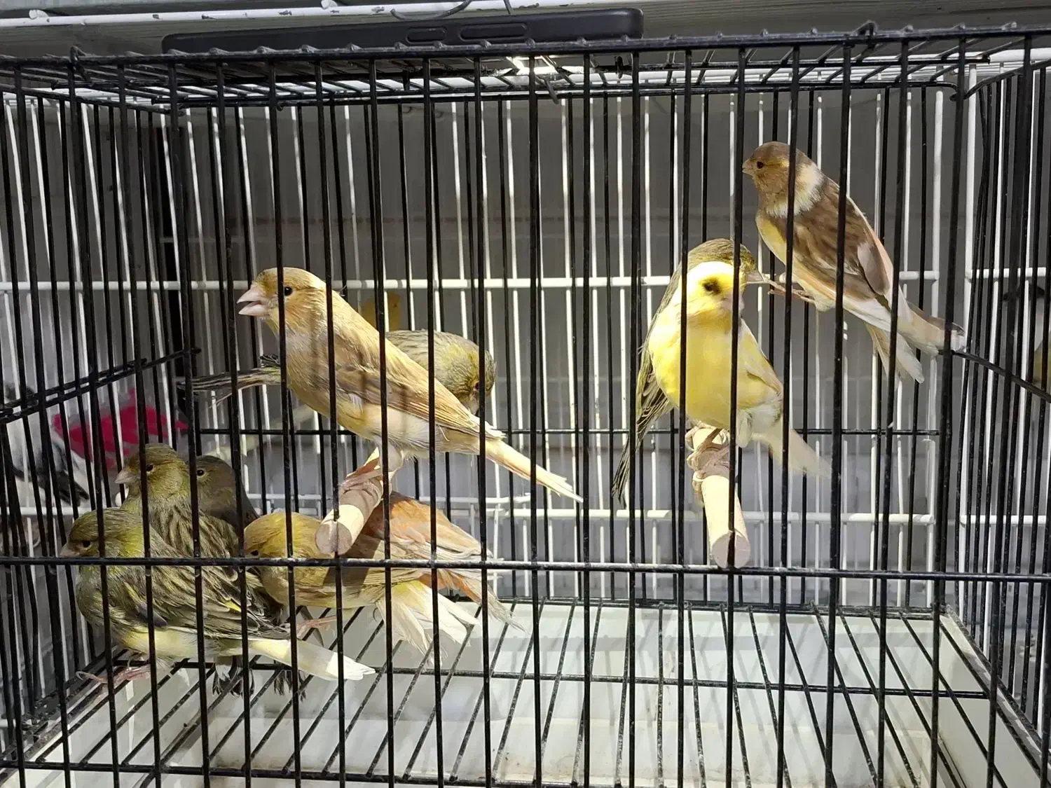 ۱۰ عدد قناری نر اماده|پرنده|مشهد, ایثار|دیوار