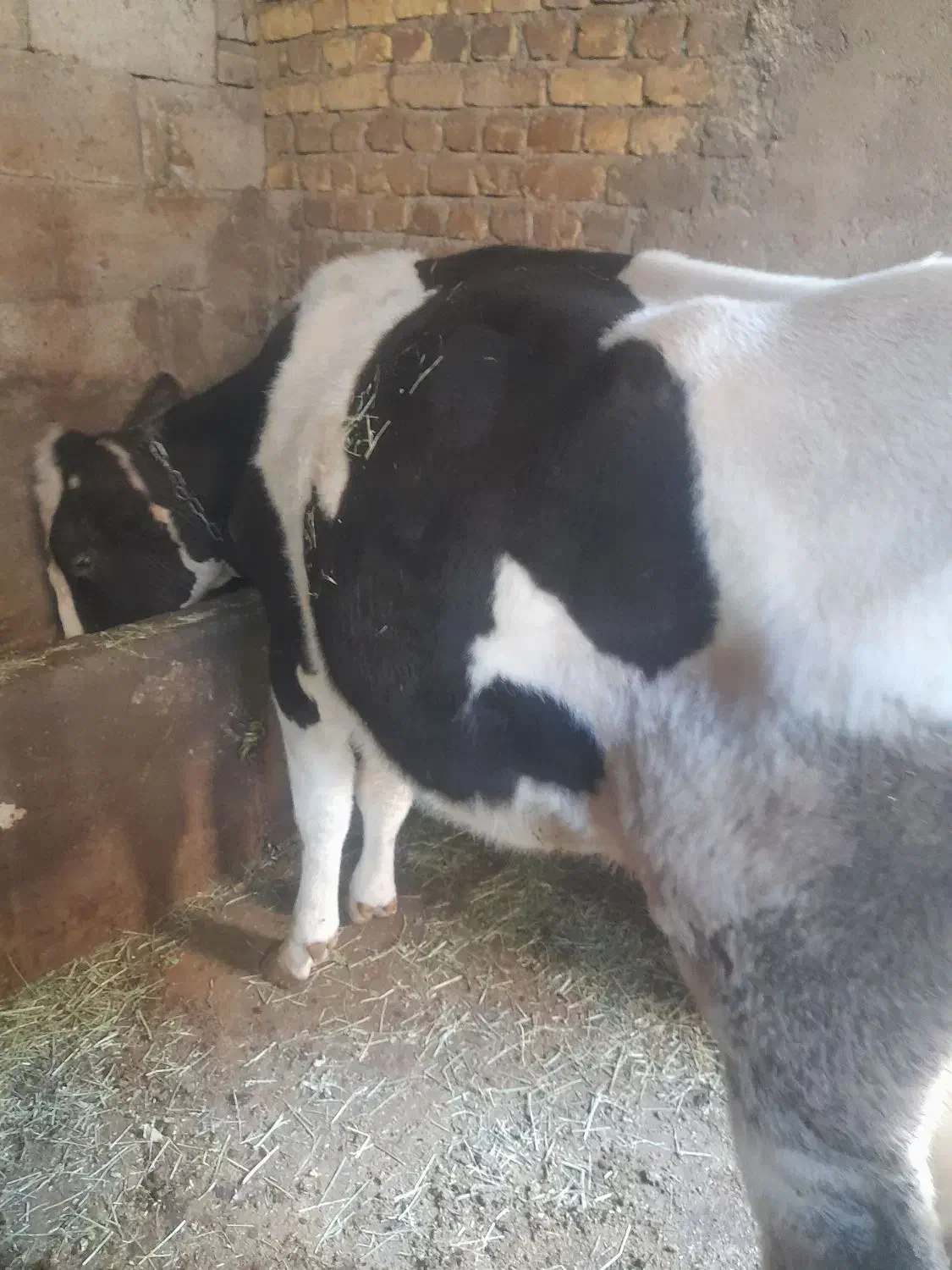 یک راس گاو هلندی با گوساله|حیوانات مزرعه|تیکمه داش, |دیوار