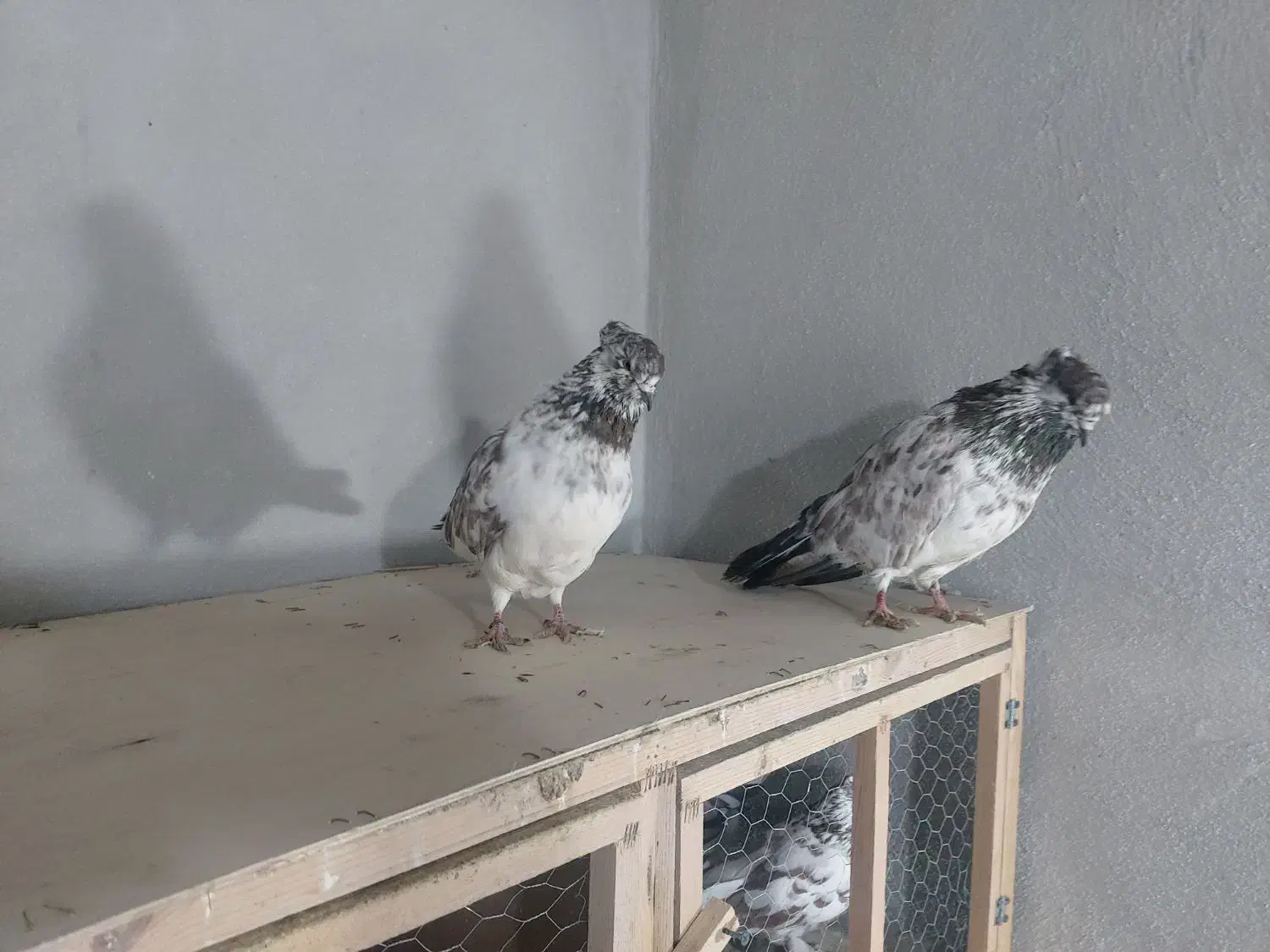 چند جفت|پرنده|گرگان, |دیوار