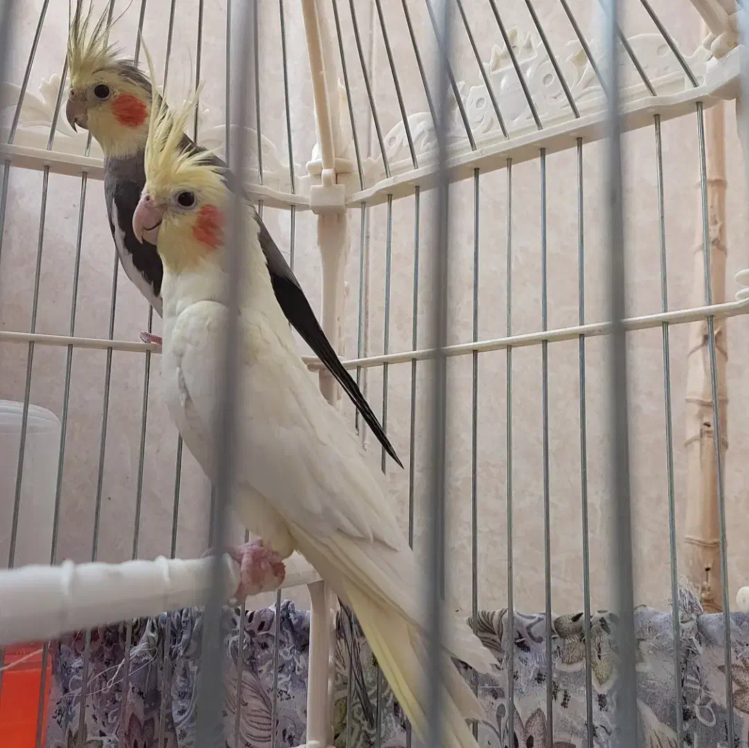 عروس لوتینو ماده ، آماده ی جفت شدن|پرنده|قم, تولید دارو و یخچال|دیوار