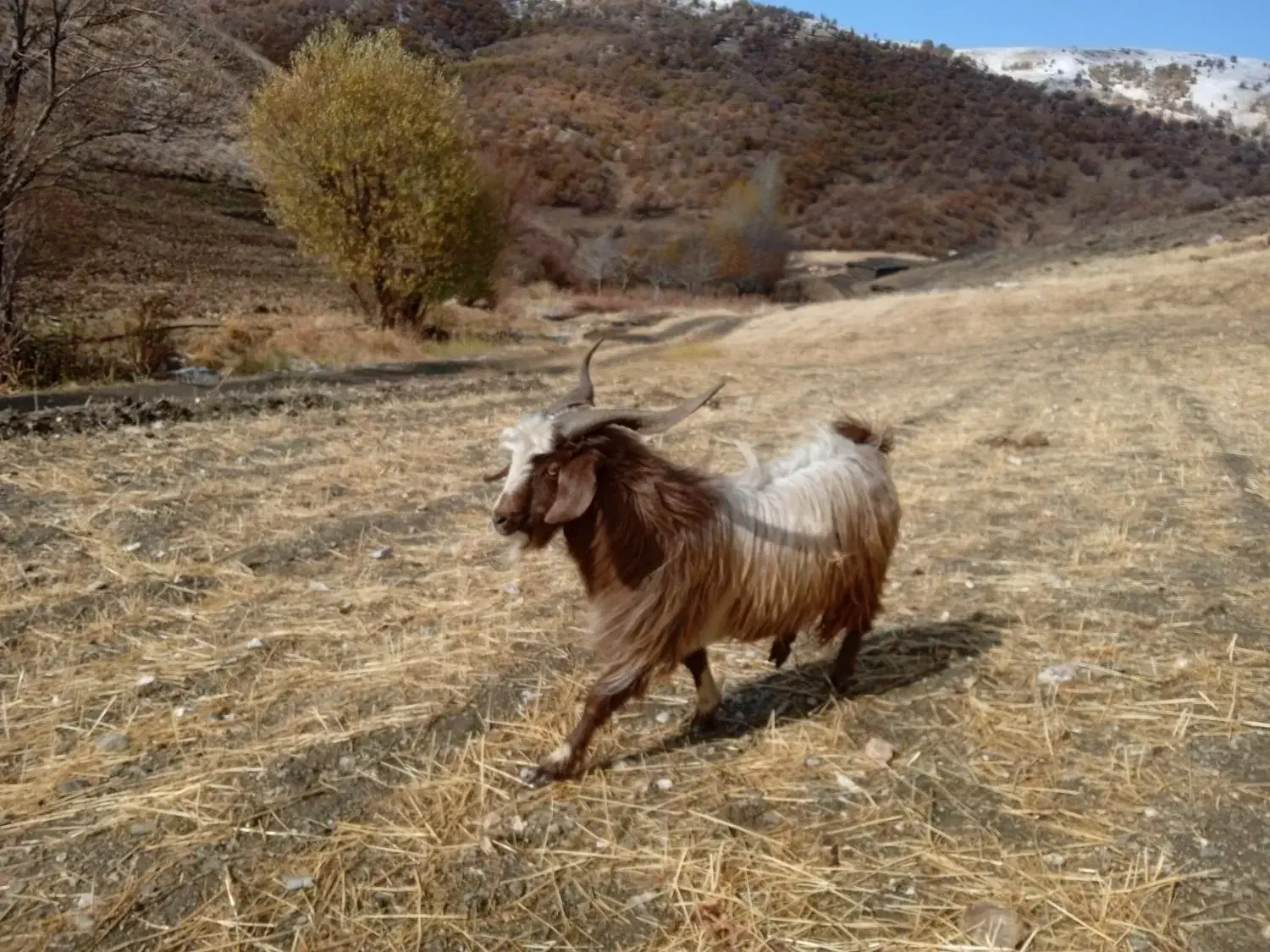بزه نر|حیوانات مزرعه|سرشیو, |دیوار