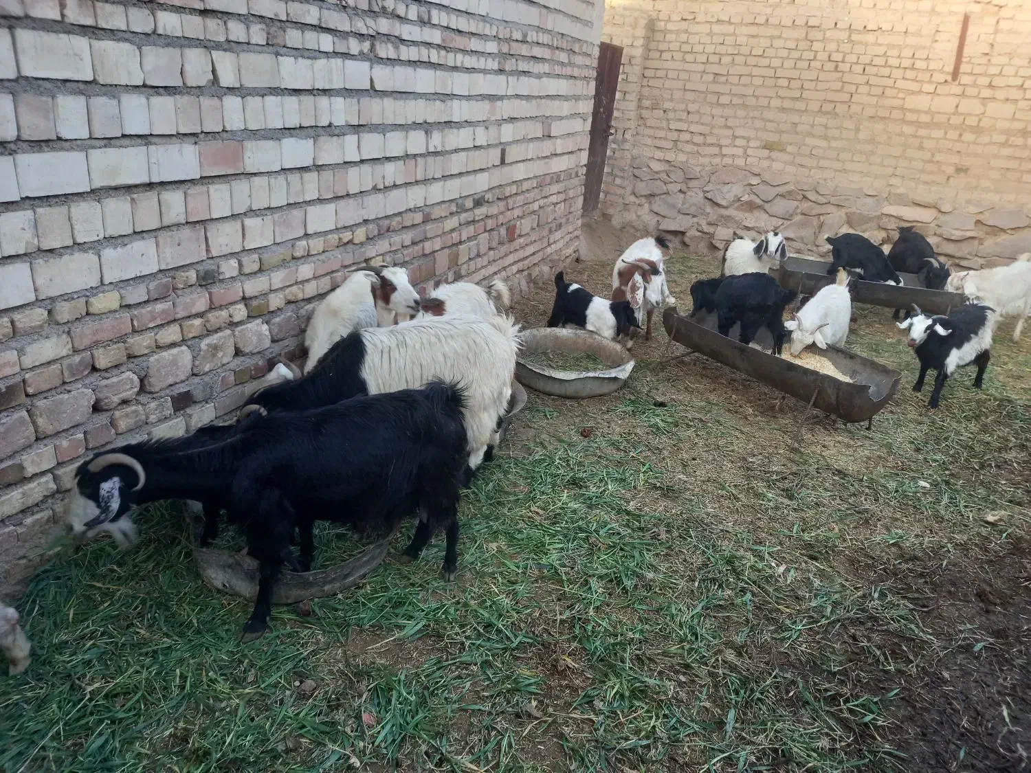 گوسفند فروشی|حیوانات مزرعه|خوسف, |دیوار