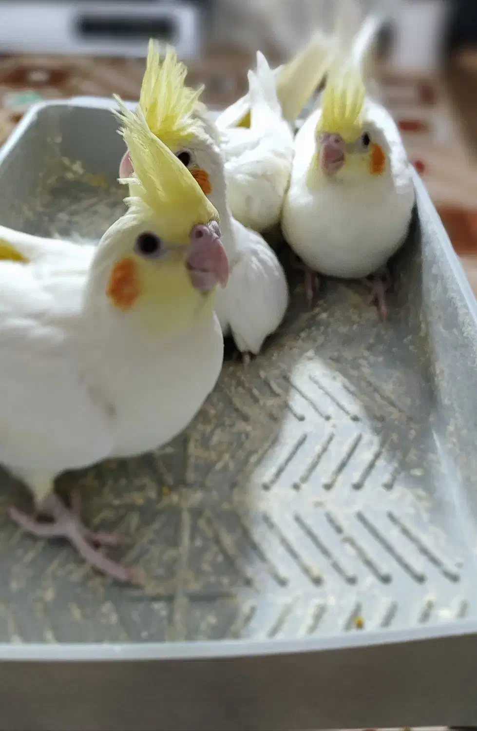 عروس هلندی|پرنده|سپیدان, |دیوار