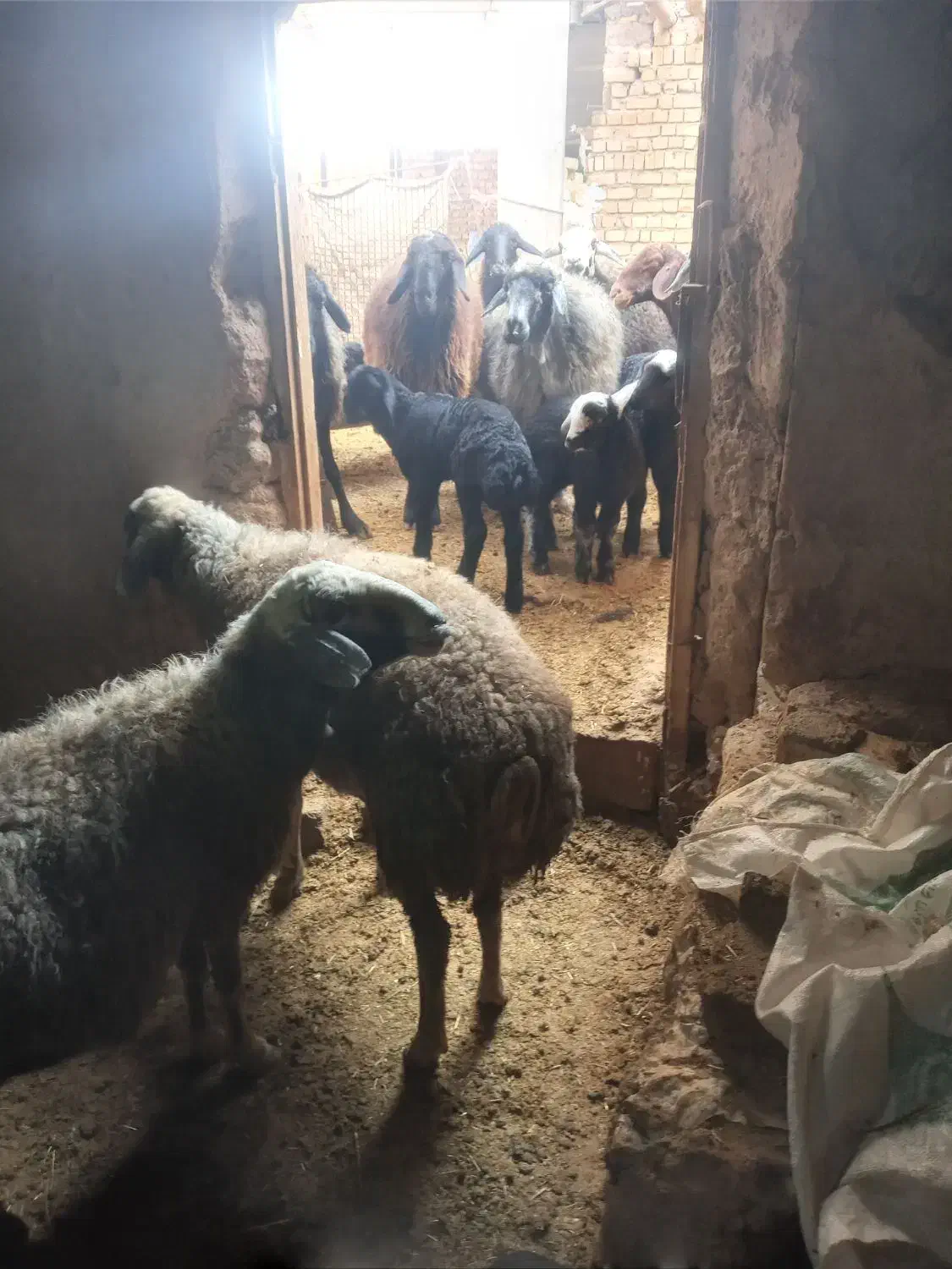 ۲۰ راس میش جنس خوب|حیوانات مزرعه|خرمدره, |دیوار