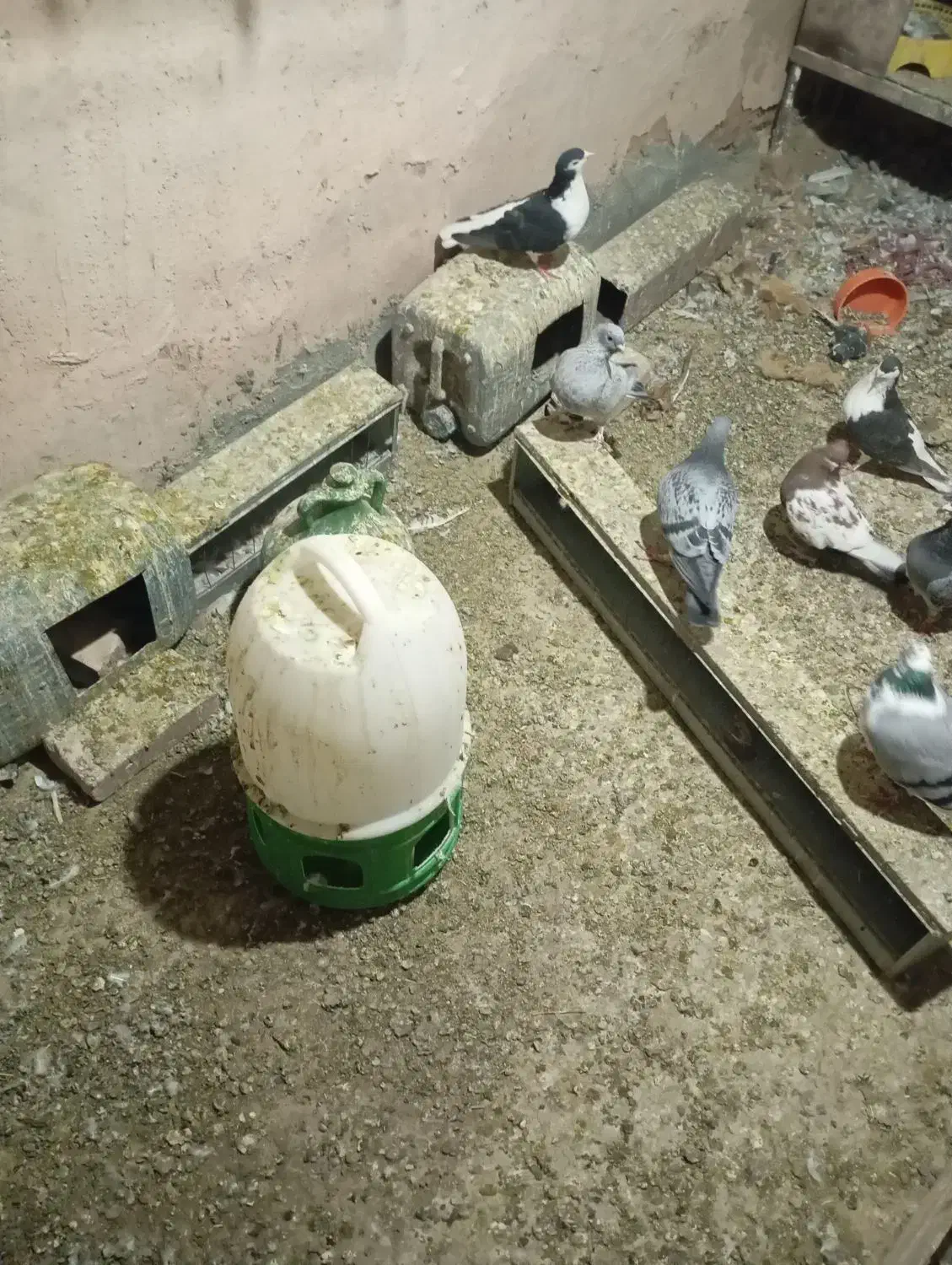 کبوتر|پرنده|عطاملک, |دیوار