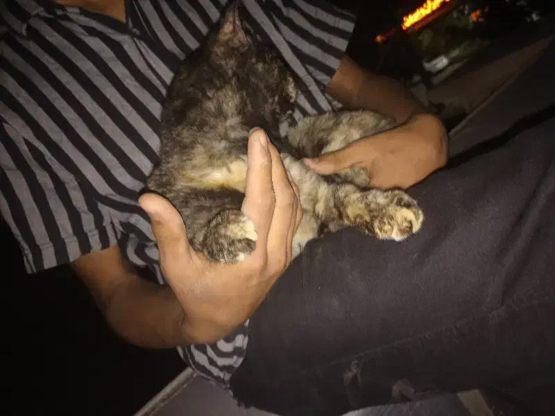 گربه خانه گی|گربه|میناب, |دیوار