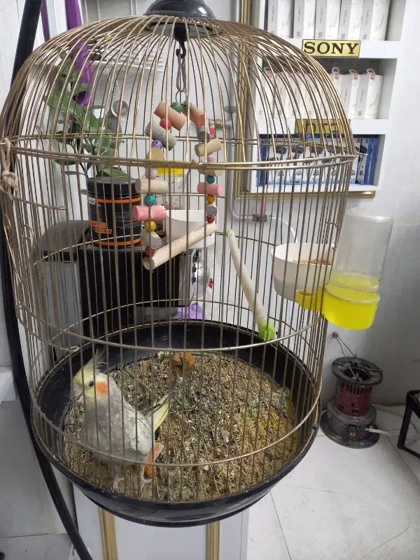 عروس هلندی دستی همراه با قفس و لوازم کامل کاشمر|پرنده|کاشمر, |دیوار