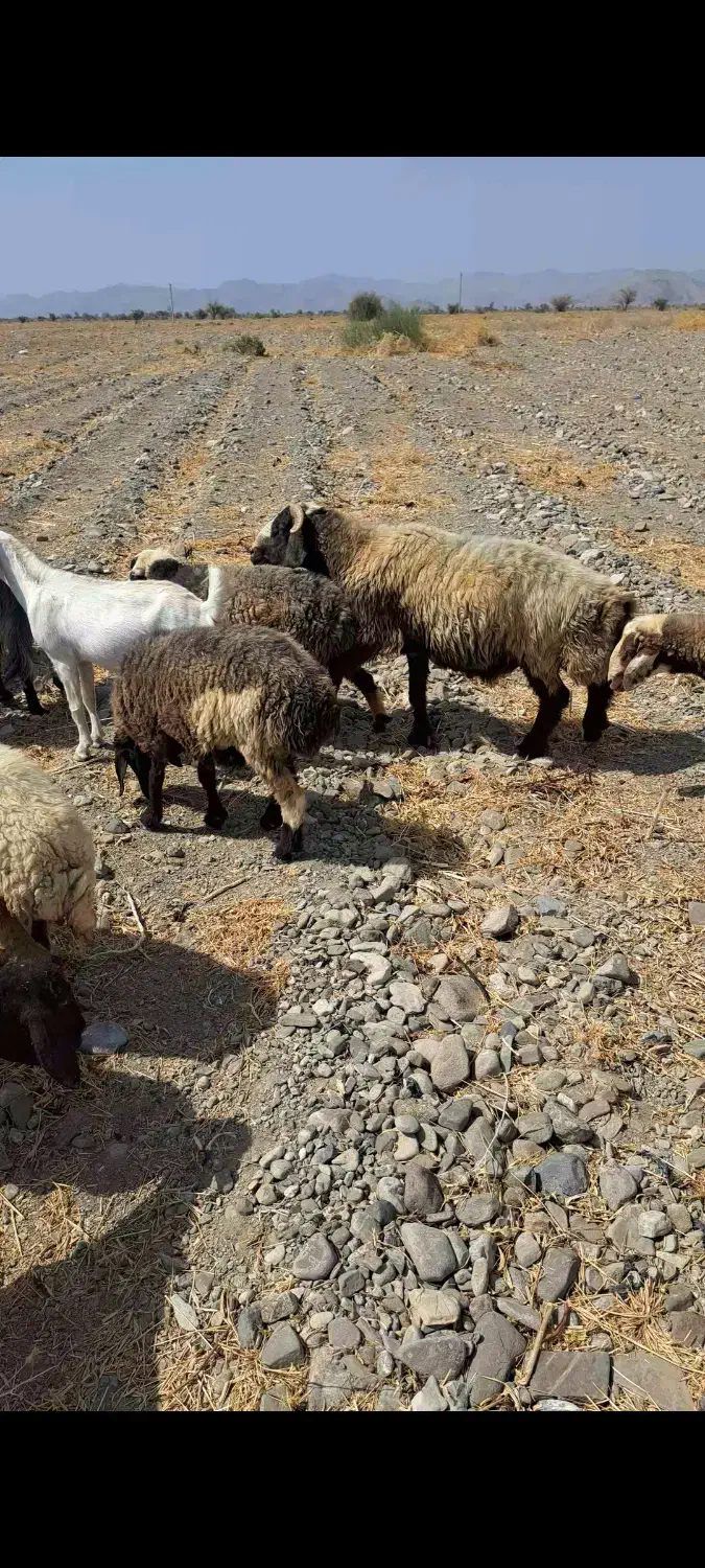 قوچ گله بره نر و بر ماده شیر مست|حیوانات مزرعه|بندرعباس, |دیوار