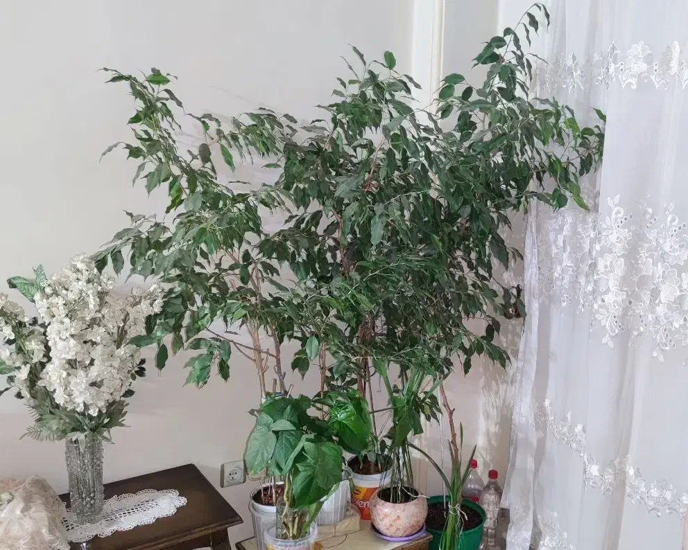 ۳ تا گلدان نهال بنجامین ۱۷۰ سانتی|گل و گیاه طبیعی|تهران, عباسآباد|دیوار