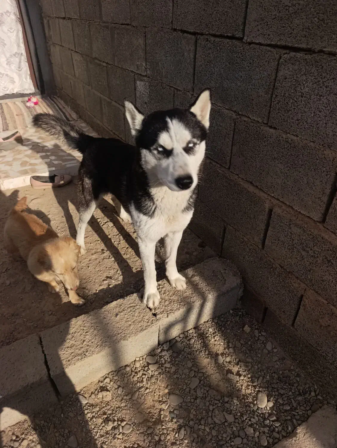 هاسکی|سگ|سرخس, |دیوار