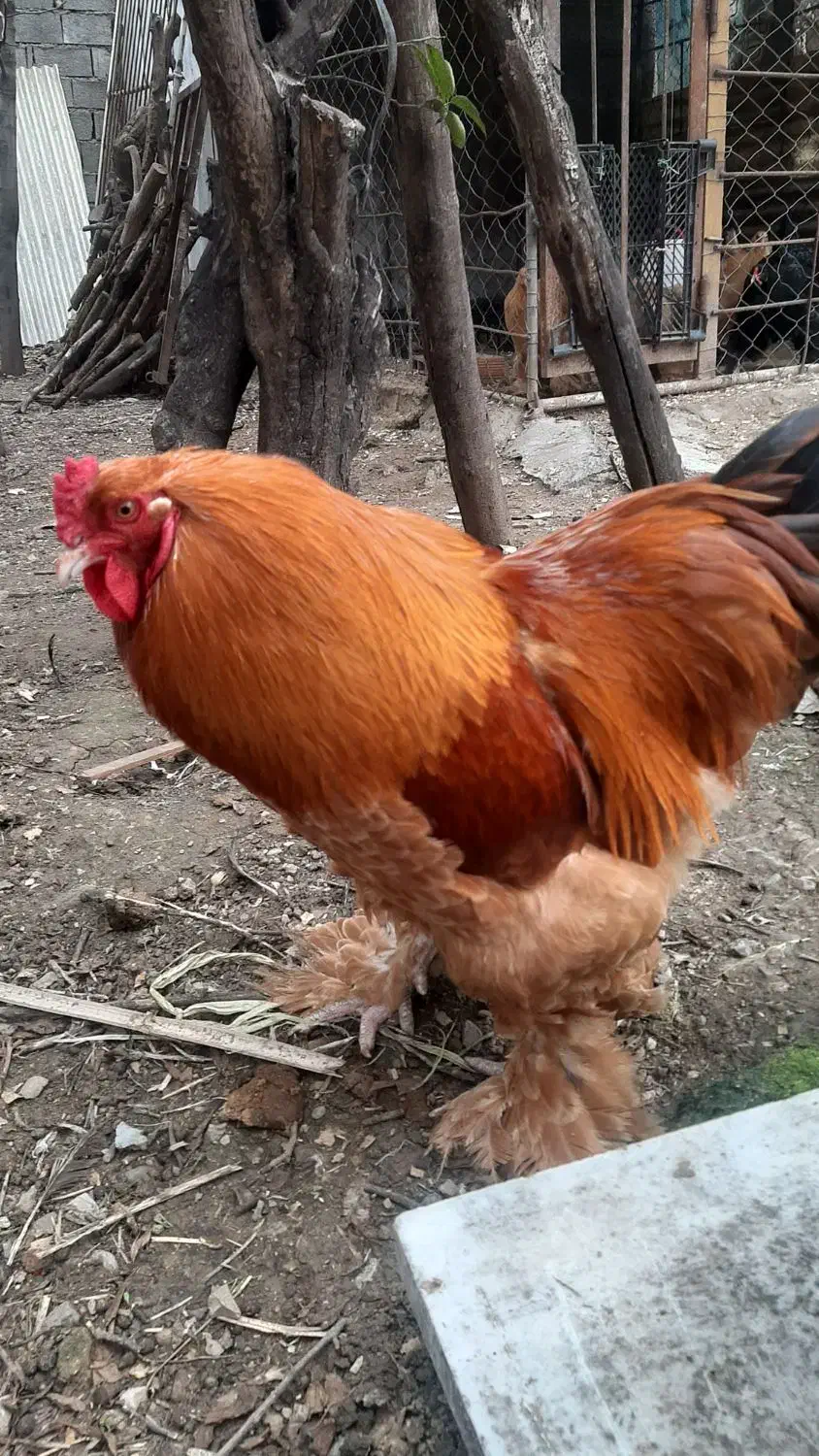 خروس برهما|حیوانات مزرعه|ساری, |دیوار