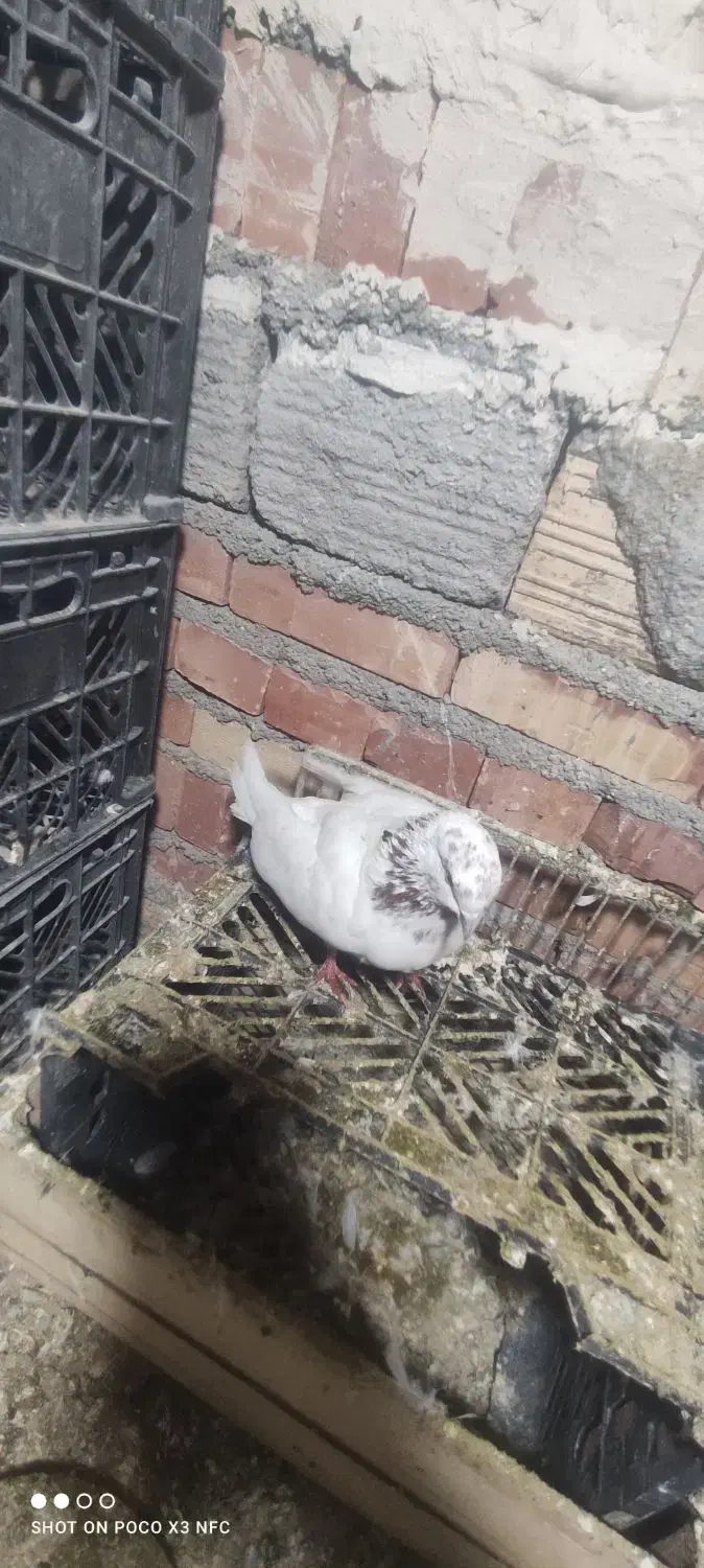 کبوتر گرفتنی|پرنده|بستان آباد, |دیوار