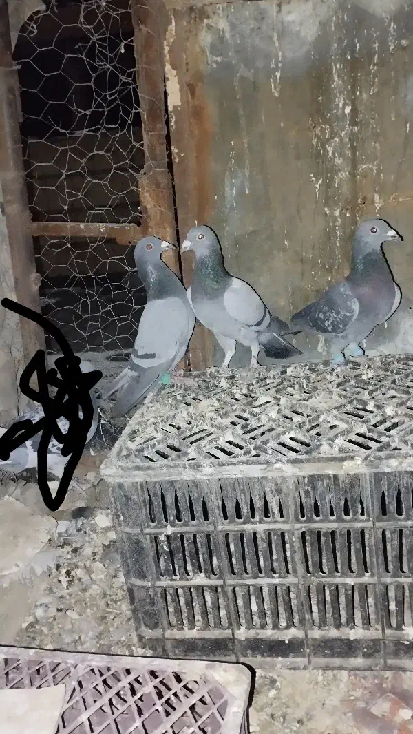 کقتر سبز ماده|پرنده|جوین, |دیوار