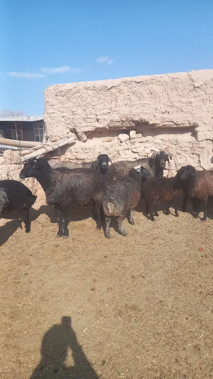 سه قوچ به فروش میرسد|حیوانات مزرعه|ساروق, |دیوار