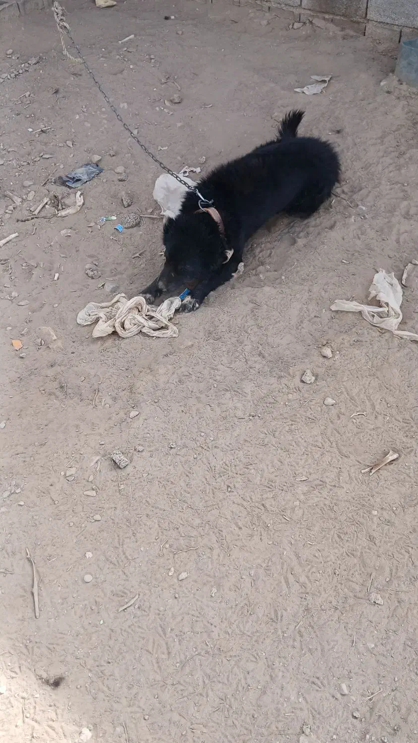 سگ گله|سگ|ماهان, |دیوار