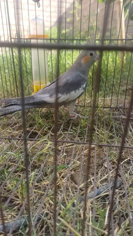 عروس هلندی زیبا و بازیگوش|پرنده|دهلران, |دیوار