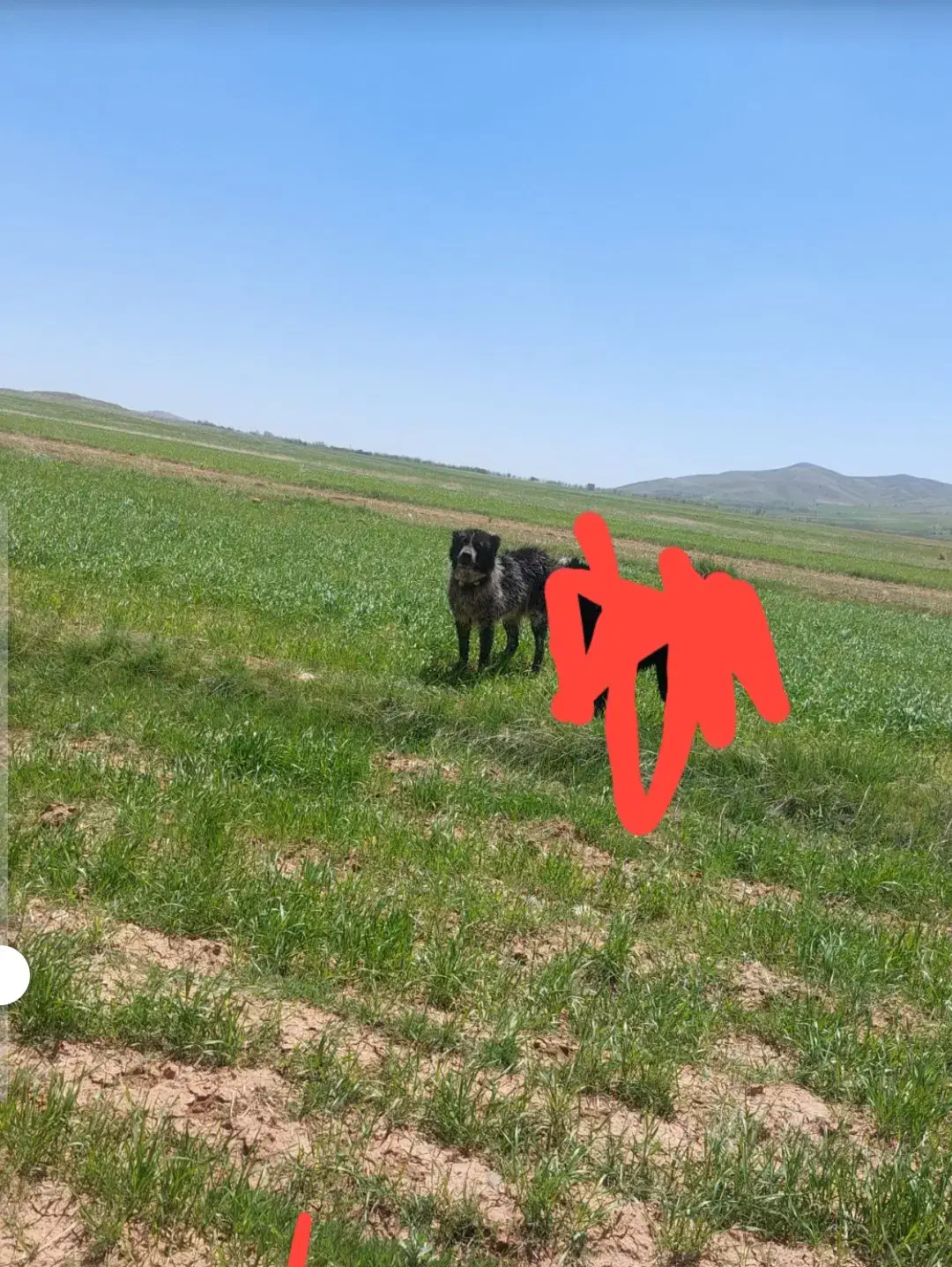 سگ گله به شرط|سگ|شازند, |دیوار