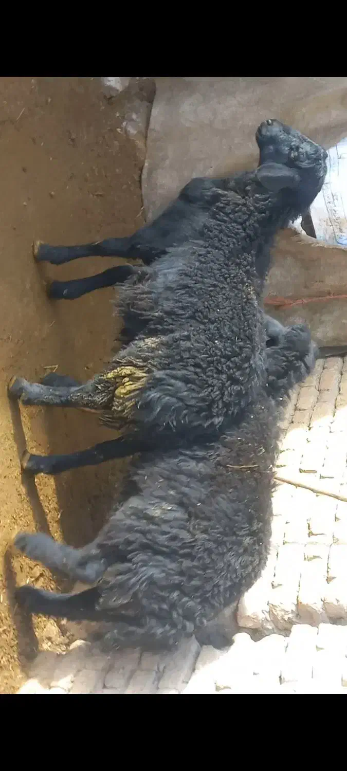 گوسفند|حیوانات مزرعه|میاندوآب, |دیوار