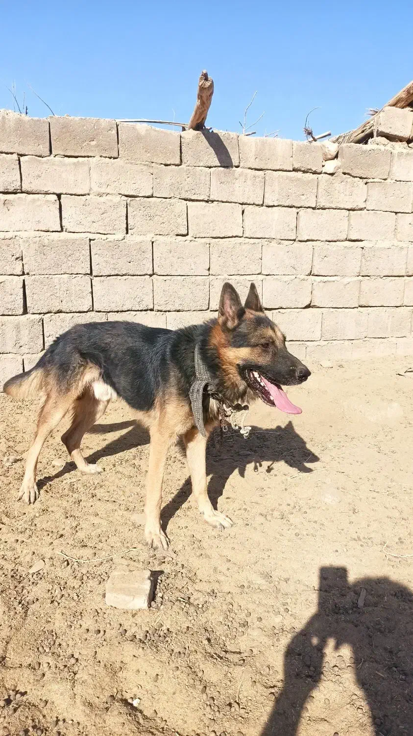 ژرمن فروشی|سگ|کرمان, |دیوار