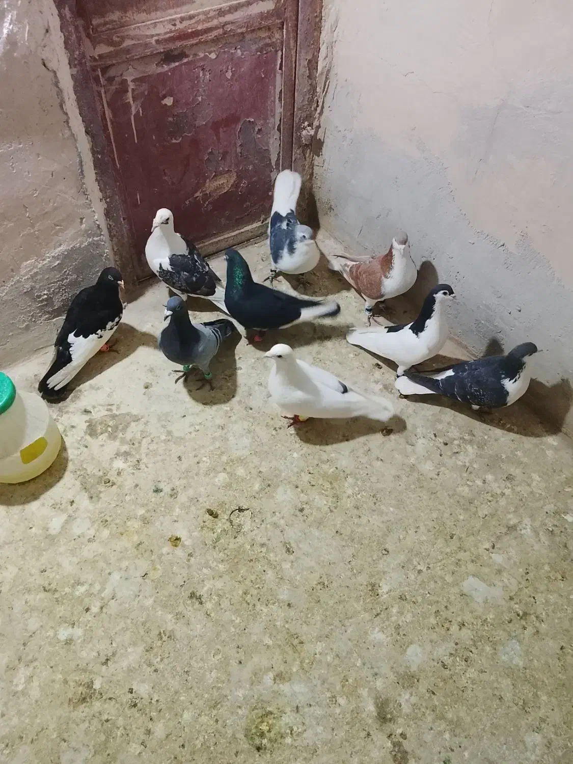 8تاپرشی|پرنده|شیروان (خراسان), |دیوار