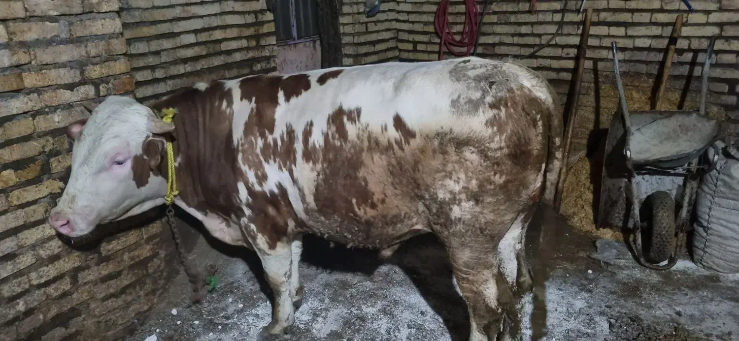 گوساله سیمینتال|حیوانات مزرعه|ماهنشان, |دیوار