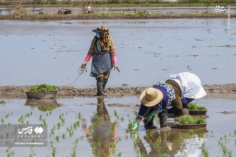 فروش ۲۰ کیلو قیمت ۶۰۰۰۰۰۰ میلیون تومان|خوردنی و آشامیدنی|رشت, آزادگان|دیوار