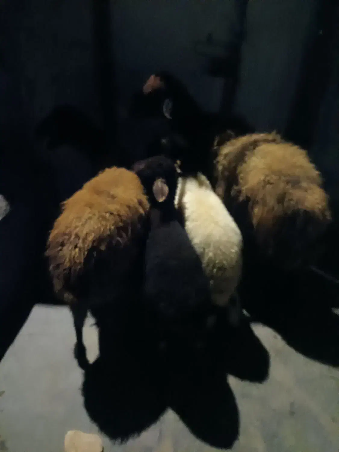 گوسفند‌وبره|حیوانات مزرعه|دهگلان, |دیوار