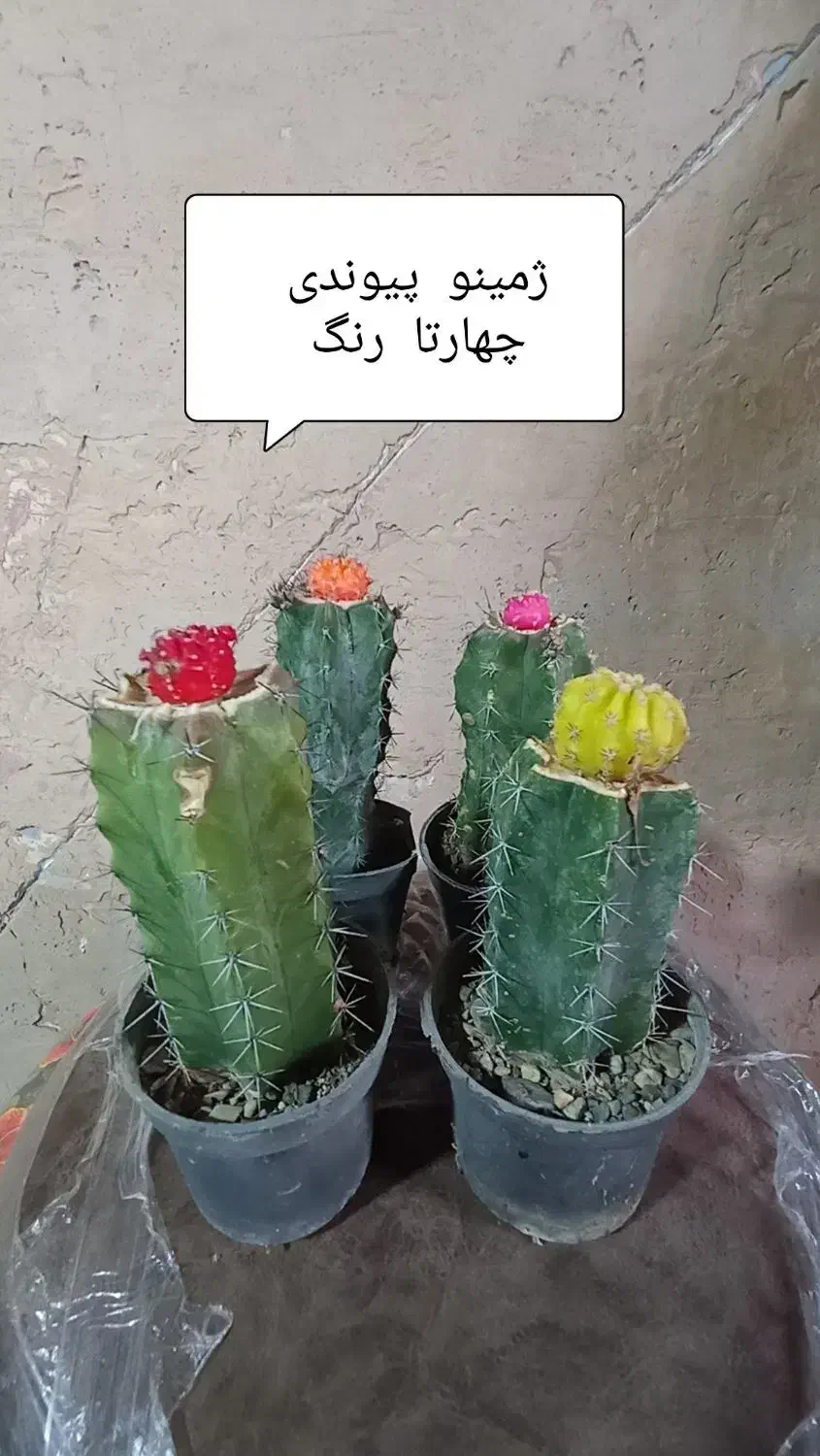 فروش زیر قیمت بازار|گل و گیاه طبیعی|لاهیجان, یوسف آباد|دیوار
