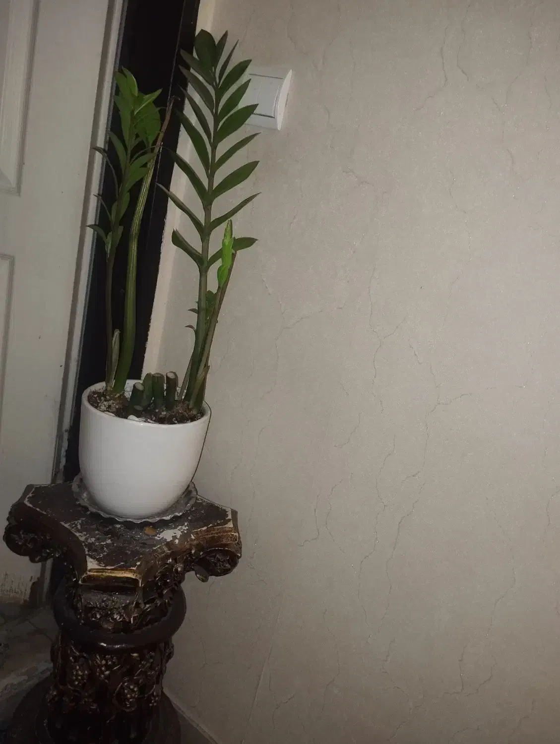 گل درحال رشد وپاجوش|گل و گیاه طبیعی|اسلامشهر, شهرک قائمیه|دیوار