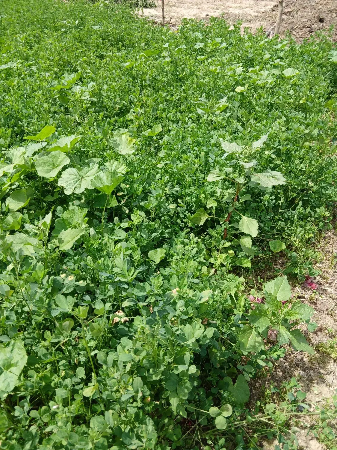 یونجه|گل و گیاه طبیعی|شوشتر, |دیوار