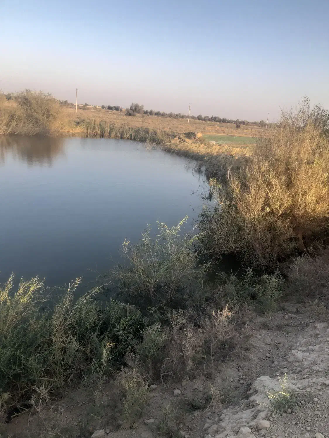 ۱۲ من زمین کشاورزی|اجارهٔ دفتر صنعتی، کشاورزی، تجاری|زابل, |دیوار