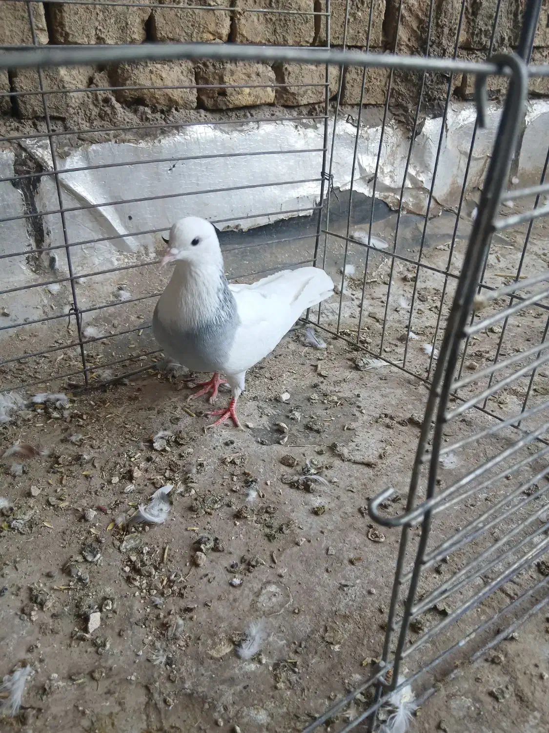 دوتا نر طوقی|پرنده|حمیدیا, |دیوار