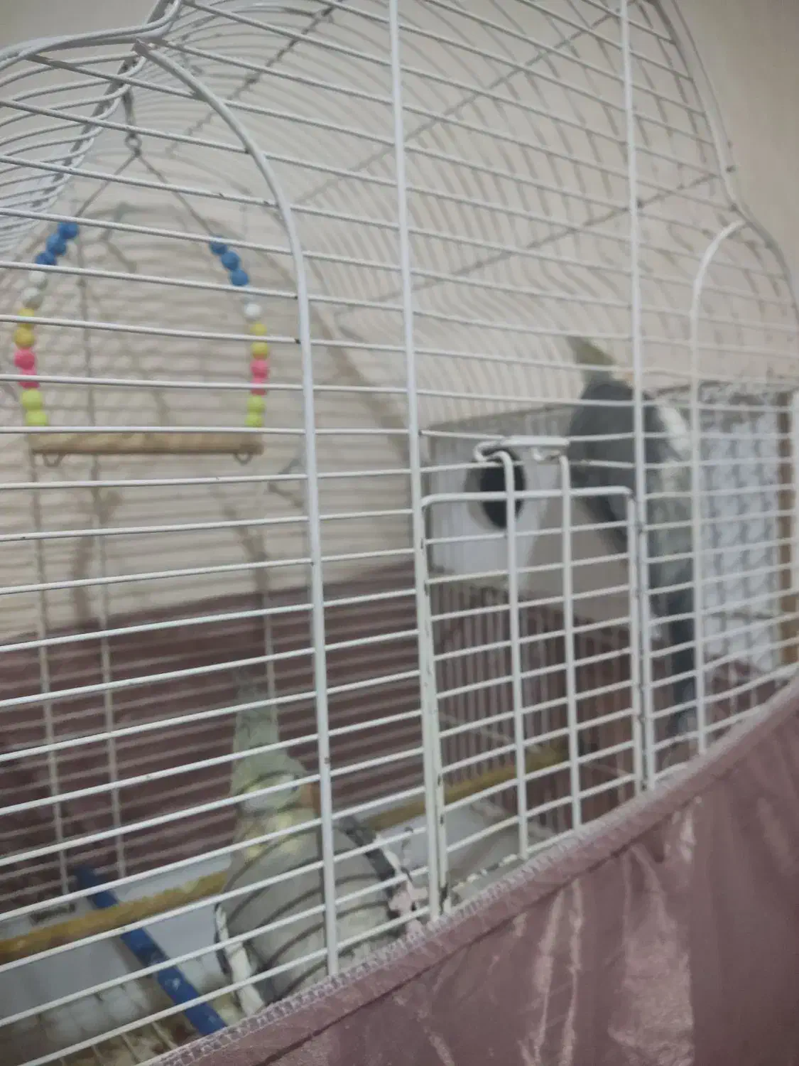 عروس هلندی|پرنده|ماهدشت, |دیوار