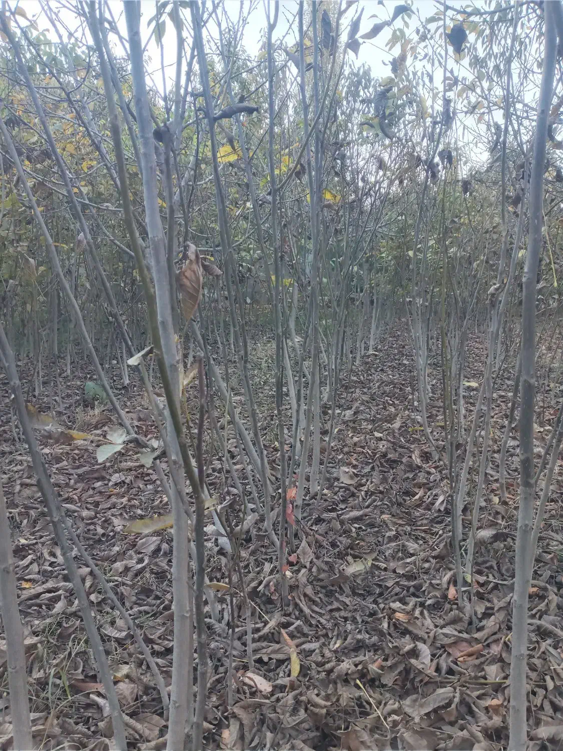 نهال گردو ۴ ساله  بزری1قد نهال 1/5تا 2متر دانه ۶۰|خدمات باغبانی و درختکاری|بجنورد, |دیوار