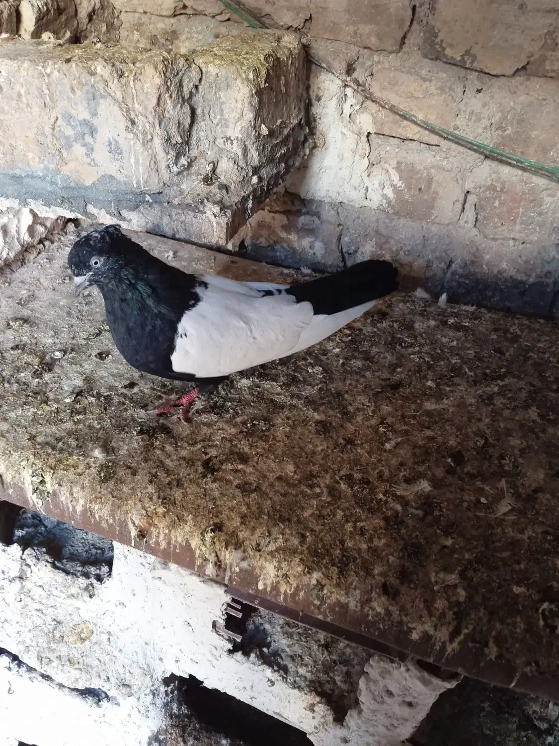 کبوتر|پرنده|آشخانه, |دیوار