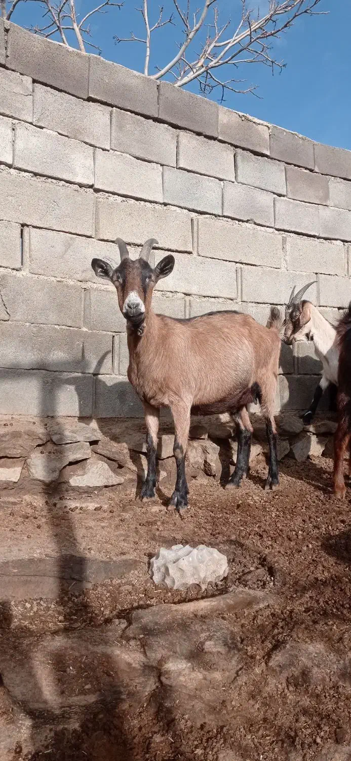 بزآلپاین بزشیری سانن بزنر معاوضه پی کی پراید|حیوانات مزرعه|همدان, |دیوار