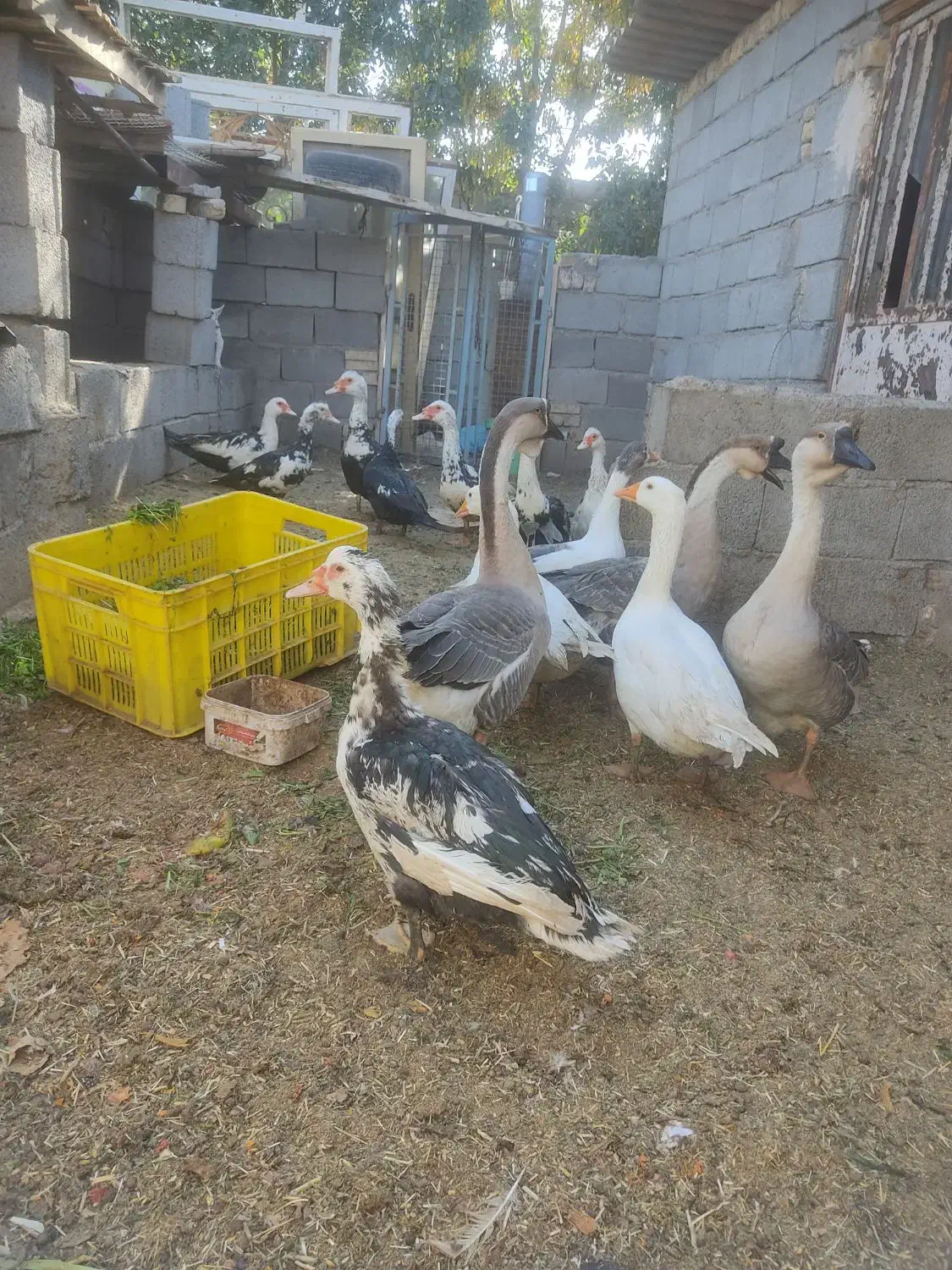 غاز قوغاز و اردک اسرائیلی در فریمان|حیوانات مزرعه|فریمان, |دیوار