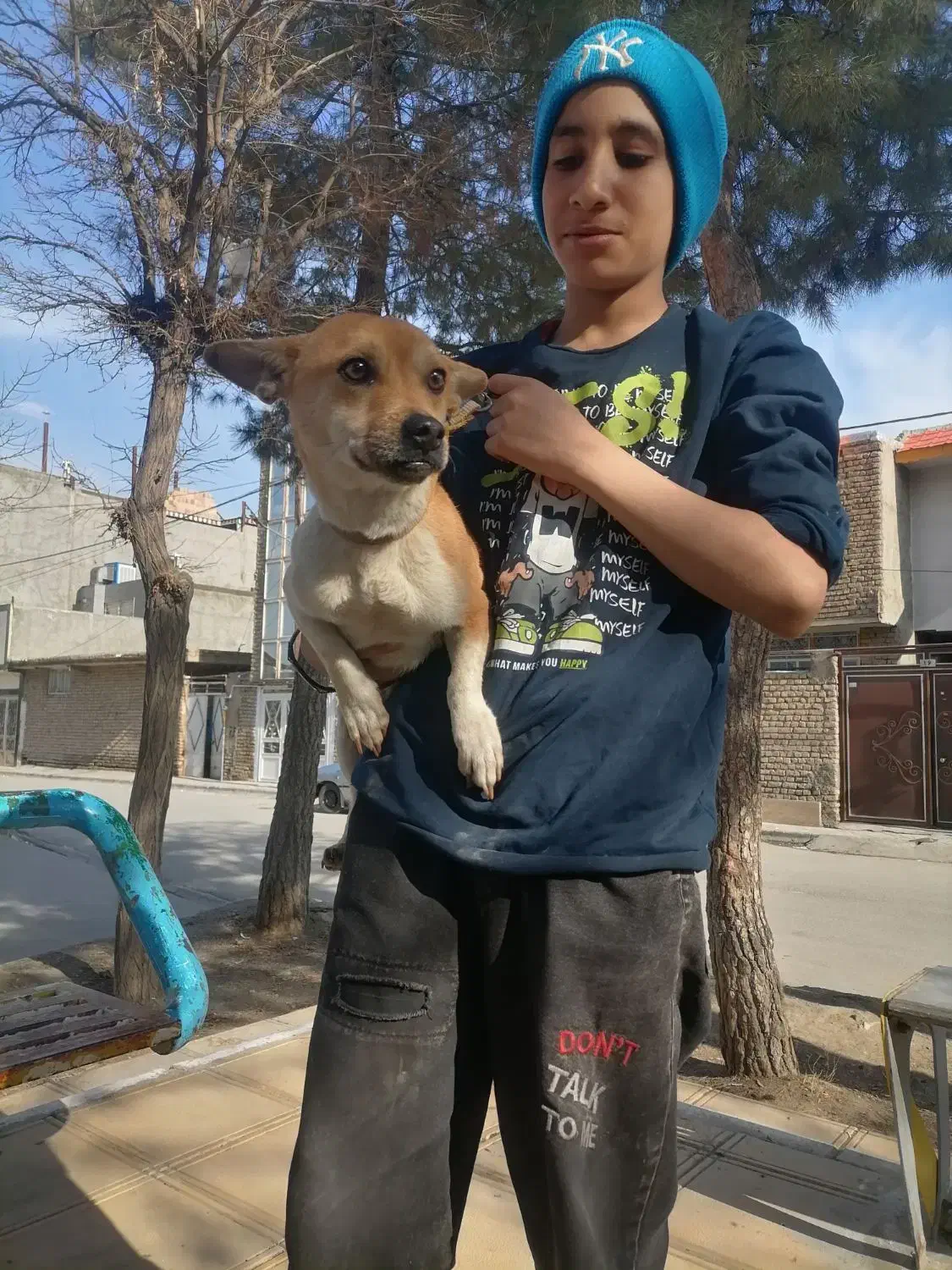 حوانات سگ|سگ|چناران, |دیوار