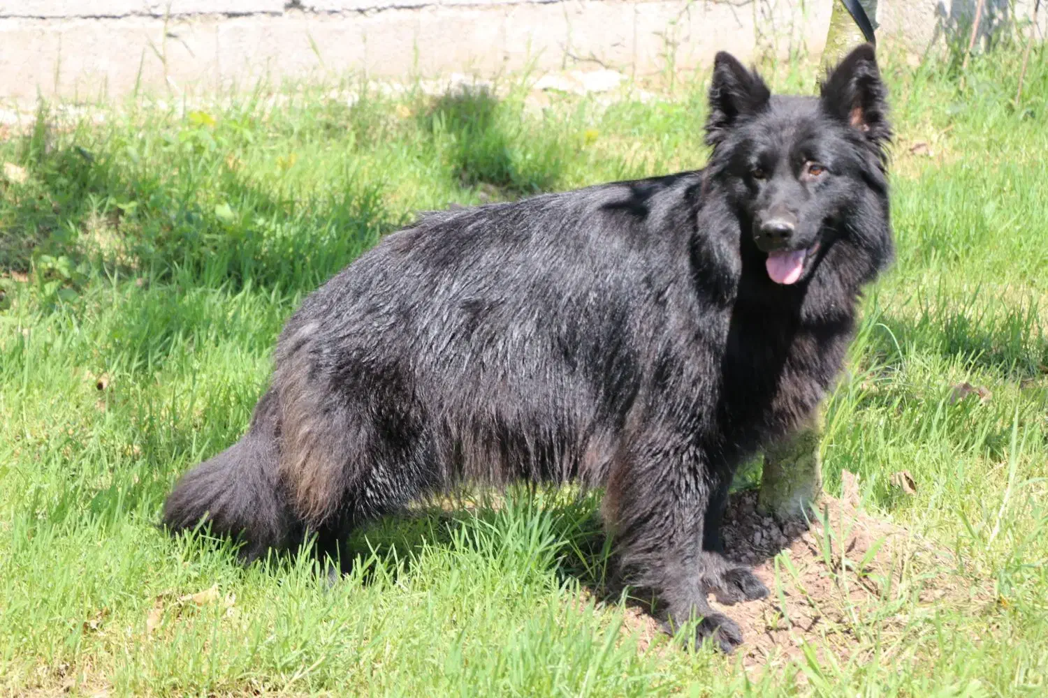 ژرمن بلک ماده|سگ|رشت, گلزاران|دیوار