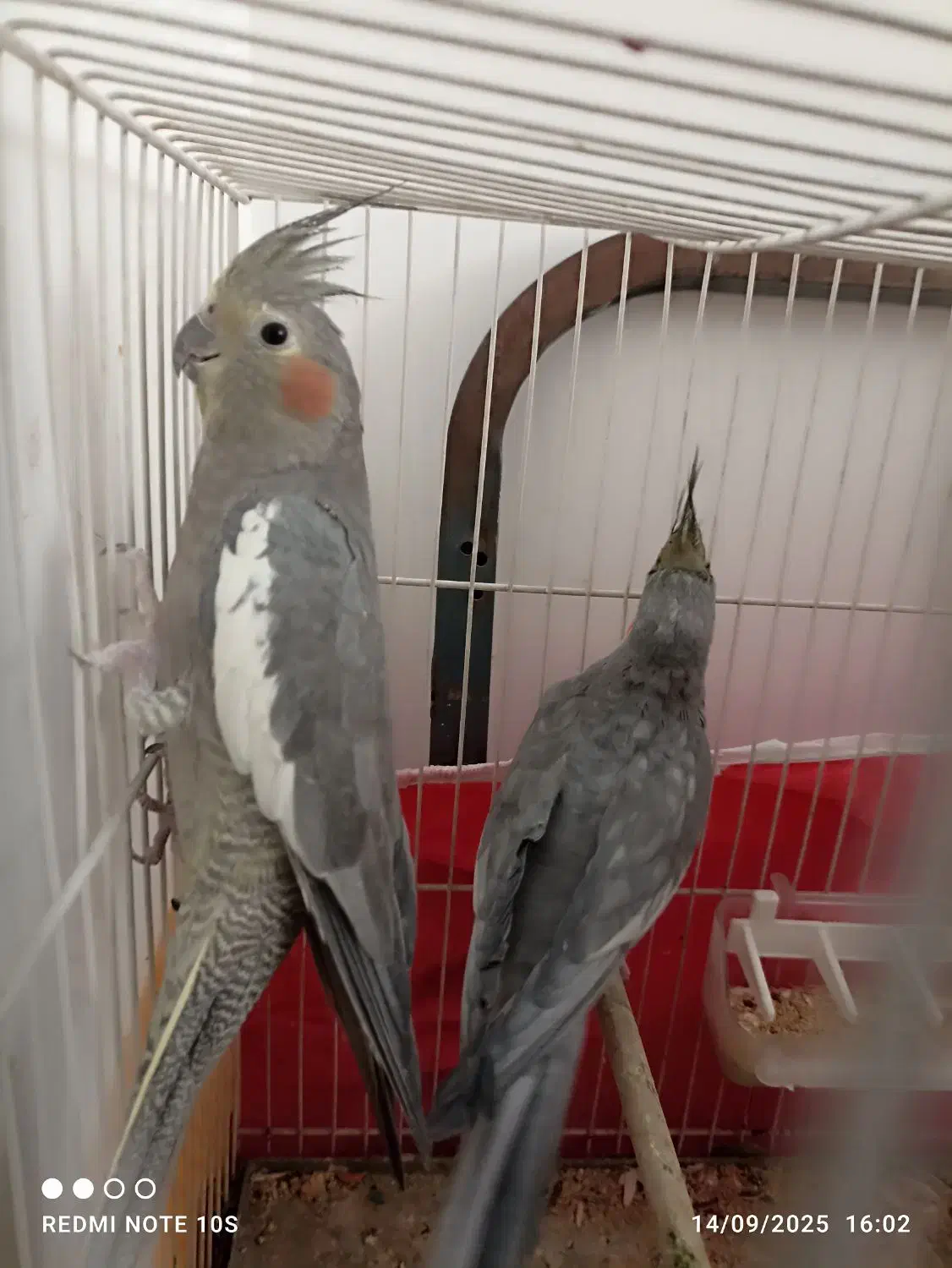 جفت عروس هلندی|پرنده|مشهد, جاهد شهر|دیوار