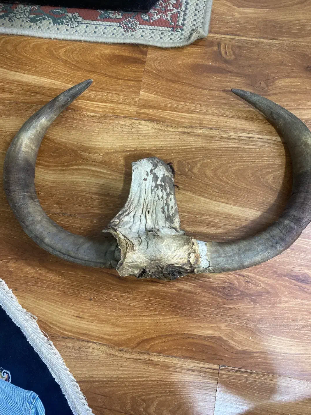 شاخ|کلکسیون اشیاء عتیقه|شهر ری, سیزده آبان|دیوار