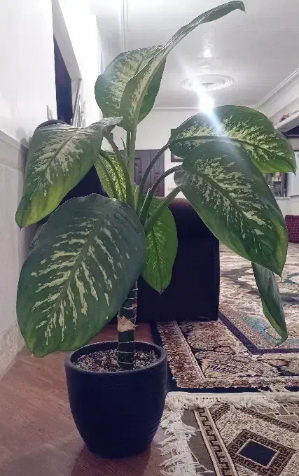 گل دیفن باخیا|گل و گیاه طبیعی|شیروان (خراسان), |دیوار