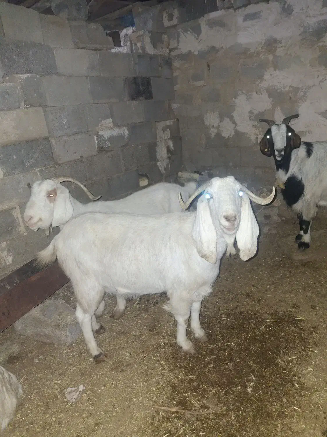 حیوانات مزرعه|حیوانات مزرعه|اصفهان, سرشبادران|دیوار