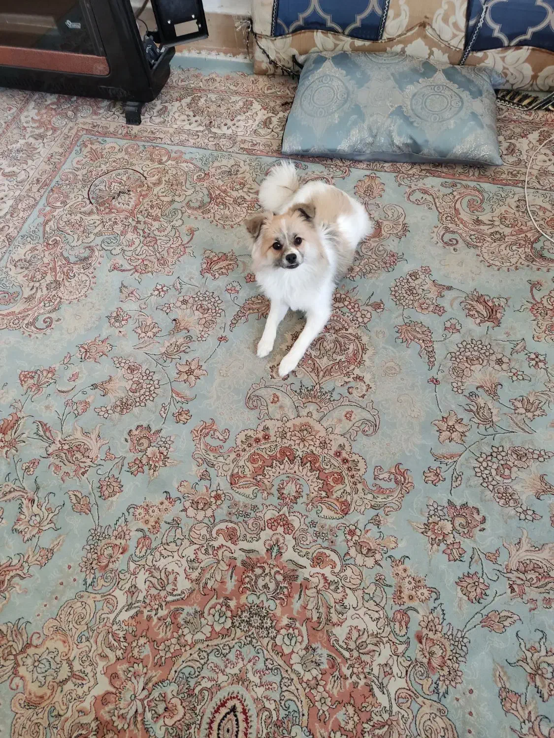 سگ پامر اشپیتز ۷ ماهه، ماده|سگ|شاهرود, |دیوار