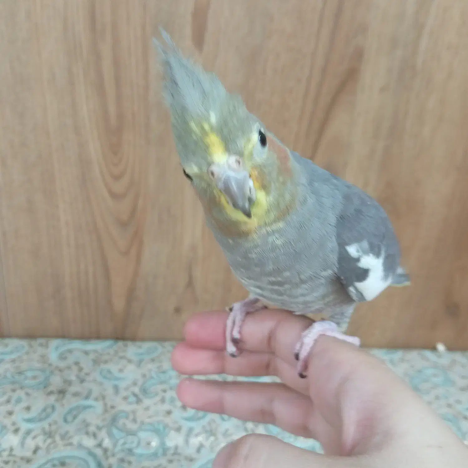 عروس هلندی|پرنده|تهران, شهرک صدرا|دیوار