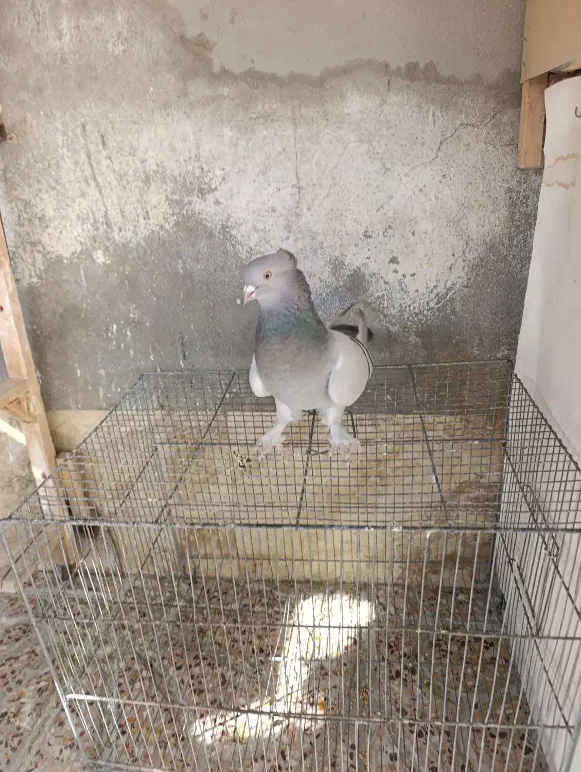 کبوتر بهبهانی ماده|پرنده|مرودشت, ابوذر شمالی‎|دیوار