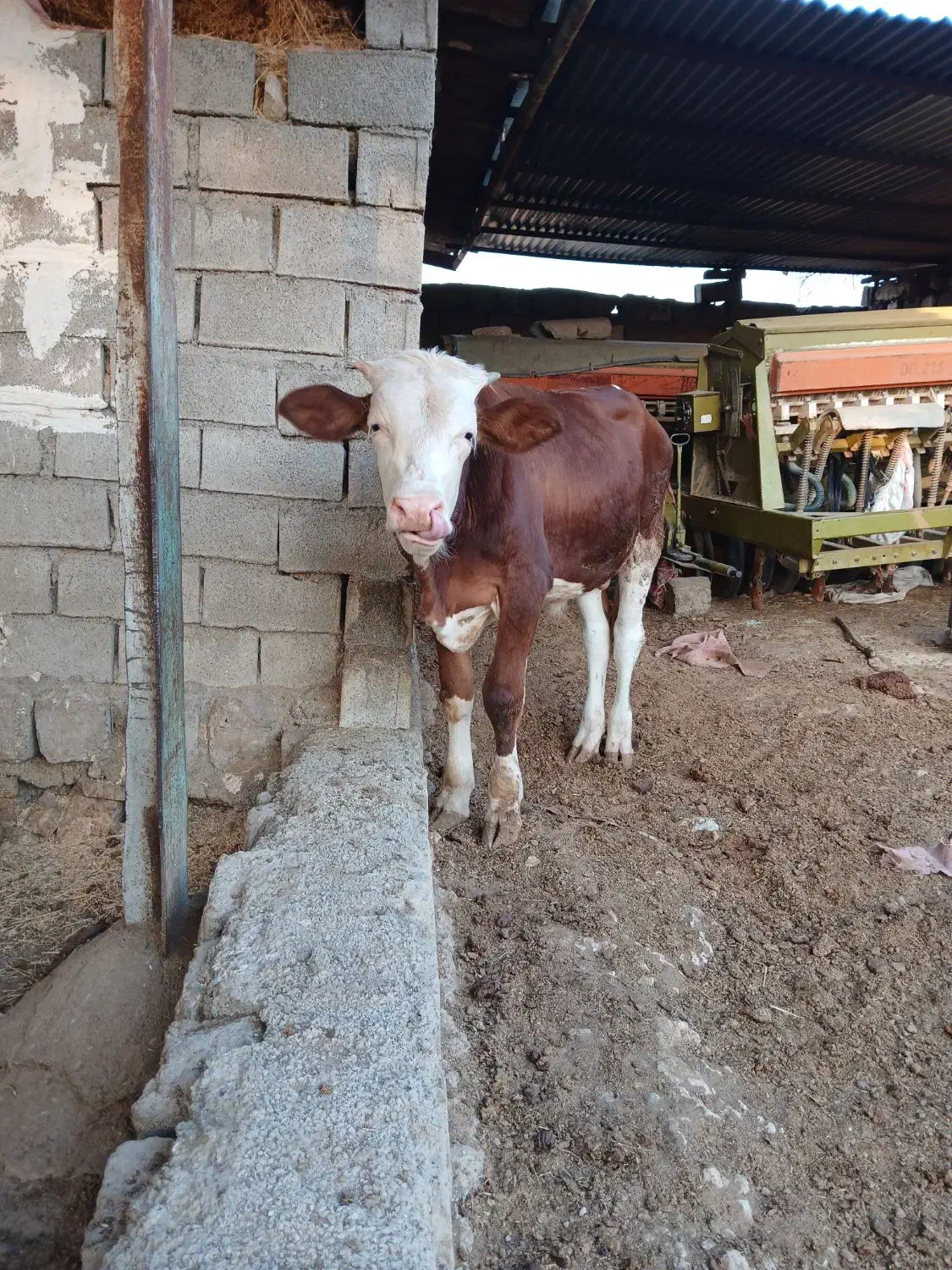 گوساله.|حیوانات مزرعه|لالی, |دیوار